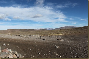 Altiplano, Chile. Skrint landskap for alpakka og lama