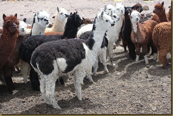 Et fargerikt skue av alpakkaer på Altiplano, Chile