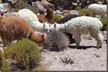 Alpakkaer spiser tørr busk på Altiplano, Chile