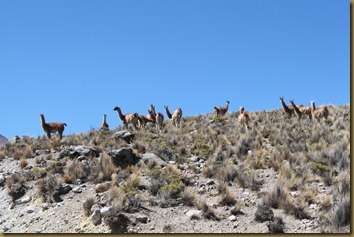 Guanakoer på Altiplano i Chile