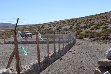 Sikring av alpakkaene mot pumaangrep på Altiplano i Chile