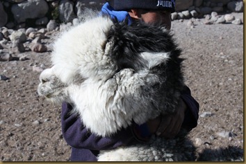 En spennende grå alpakka på Altiplano, Chile