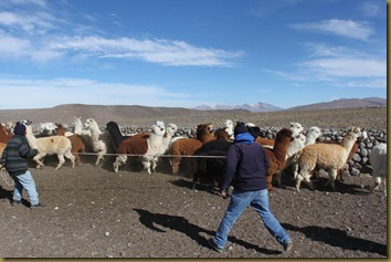 Lassoteknikk for å fange alpakkaer på Altiplano, Chile