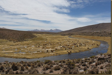Et vakkert beiteområde for alpakkaer på Altiplano, Chile
