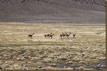Vikunjaer/vicugna/vicuna på Altiplano, Chile