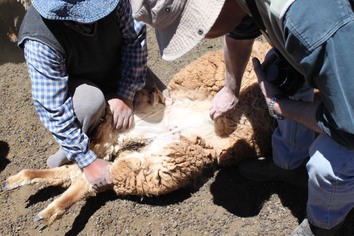 En alpakkahoppe sjekkes på Altiplano, Chile